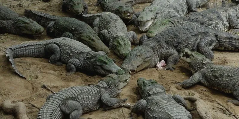 Crocodile Bank